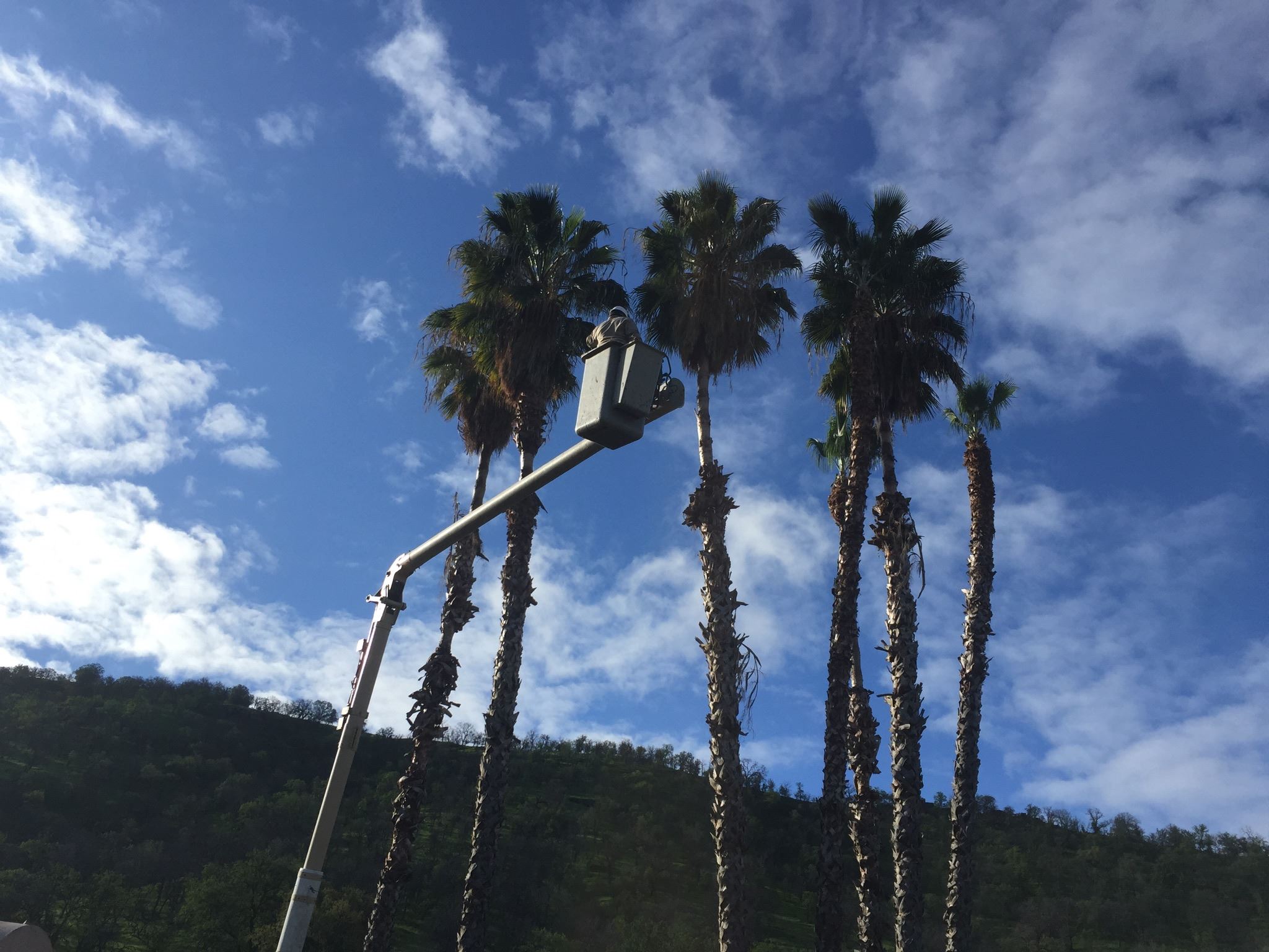 palm tree services  in visalia