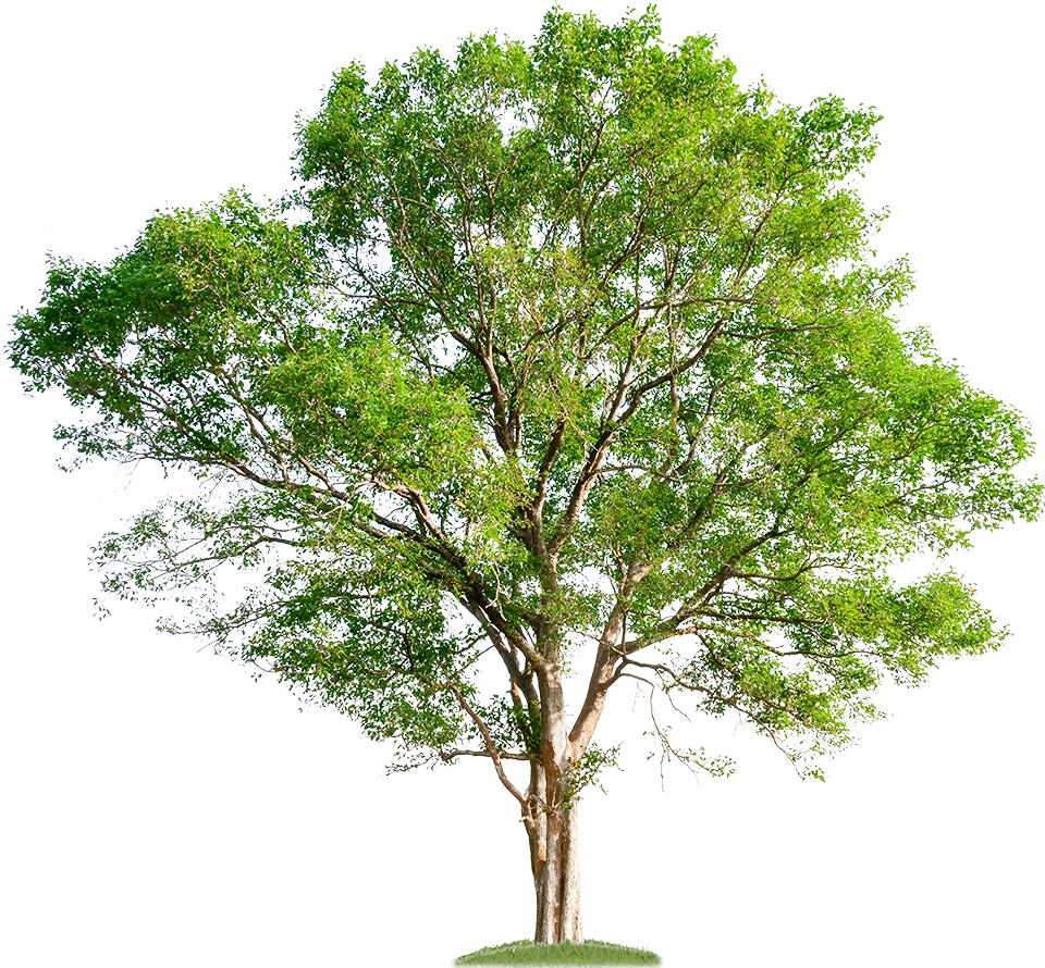 residential and commercial tree services in visalia
