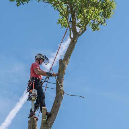 tree service in visalia